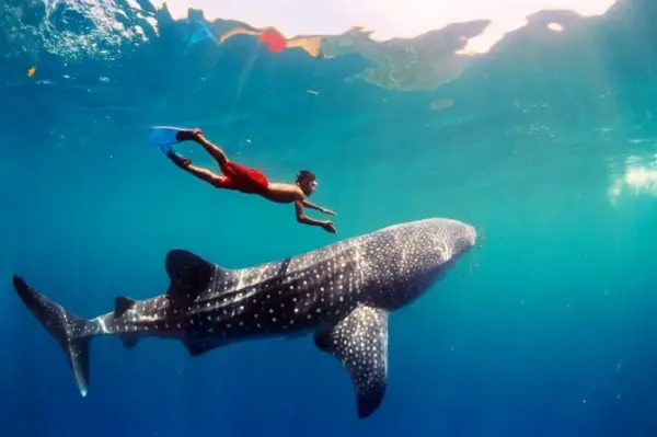 Nado con el Tiburón Ballena