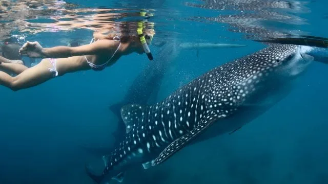 Nado con el Tiburón Ballena - Foto 1
